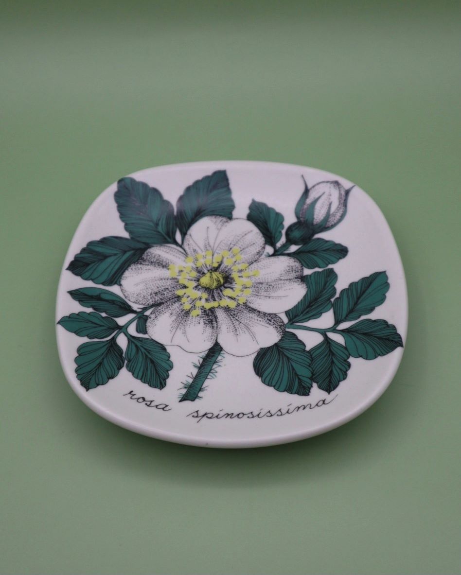 arabia-rosa-spinosissima-seinalautanen