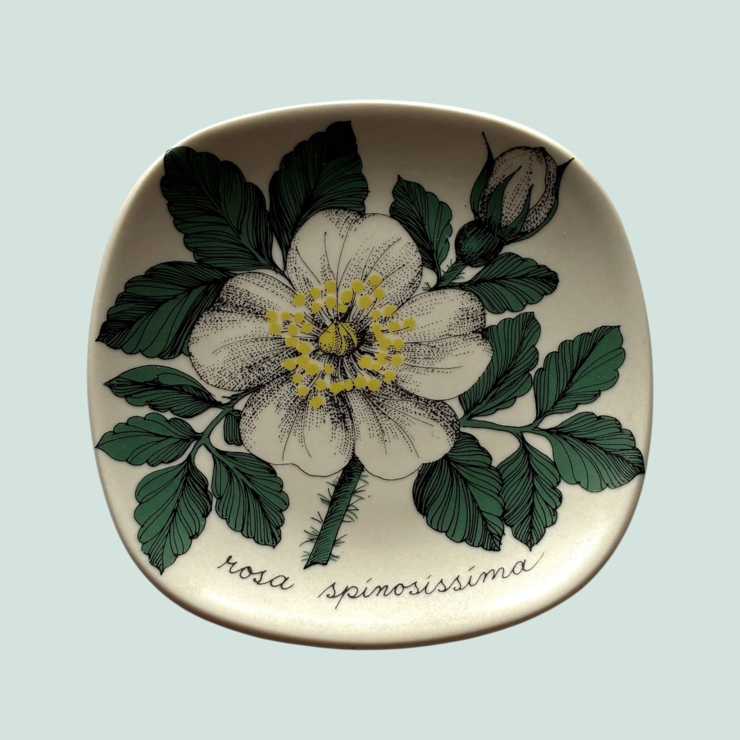 Arabia Rosa Spinosissima seinälautanen