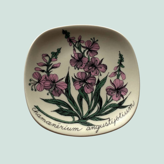 Arabia-botanica-maitohorsma-seinalautanen